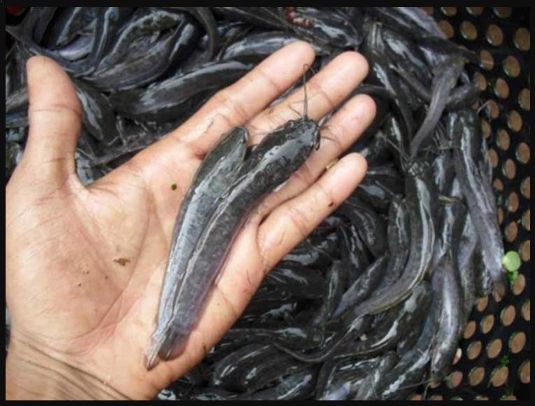 penjualan bibit ikan