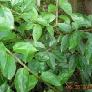 Bibit Cincau Hijau / Hitam