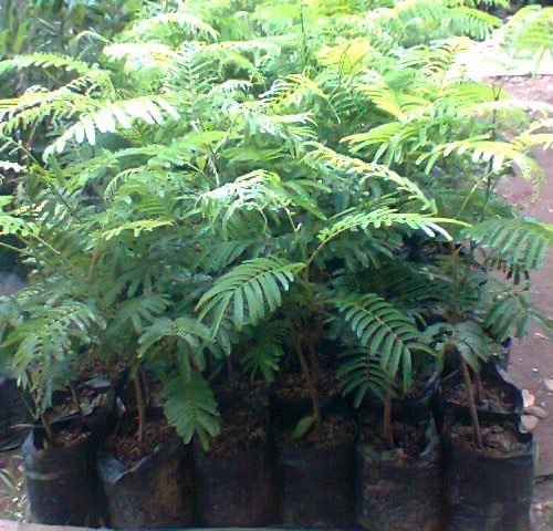 Bibit Petai