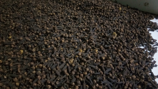 Jual Hasil Bumi Morotai (Pala,  Cengkeh)