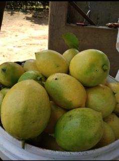 LEMON LOKAL