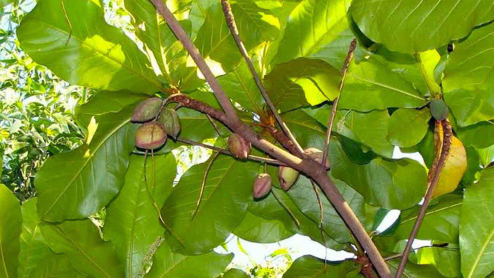 jual pohon ketapang laut 