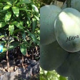 Bibit Mangga Harum manis & Bibit Mangga ManaLagi kualitas super murah