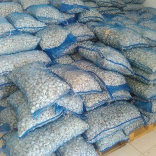 BAWANG PUTIH 