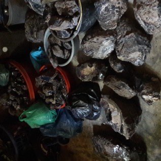 Damar batu bara asalan