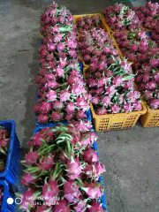 Buah naga