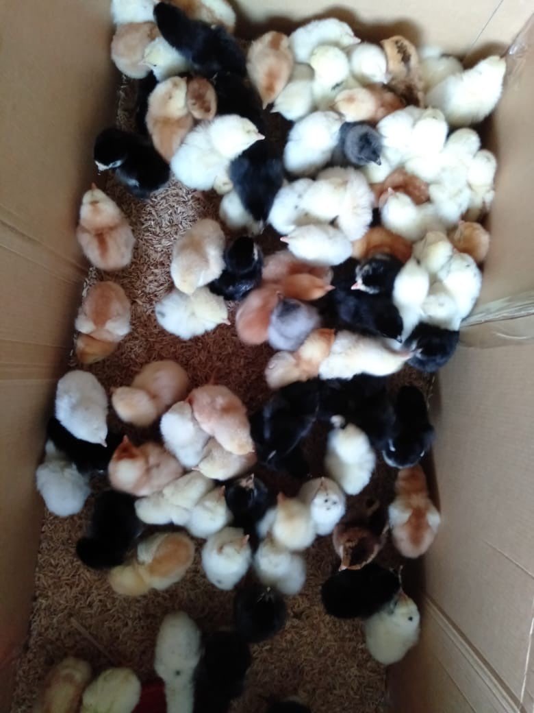 Dijual DOC atau bibit Ayam Kampung Super/Joper Pengiriman Jawa