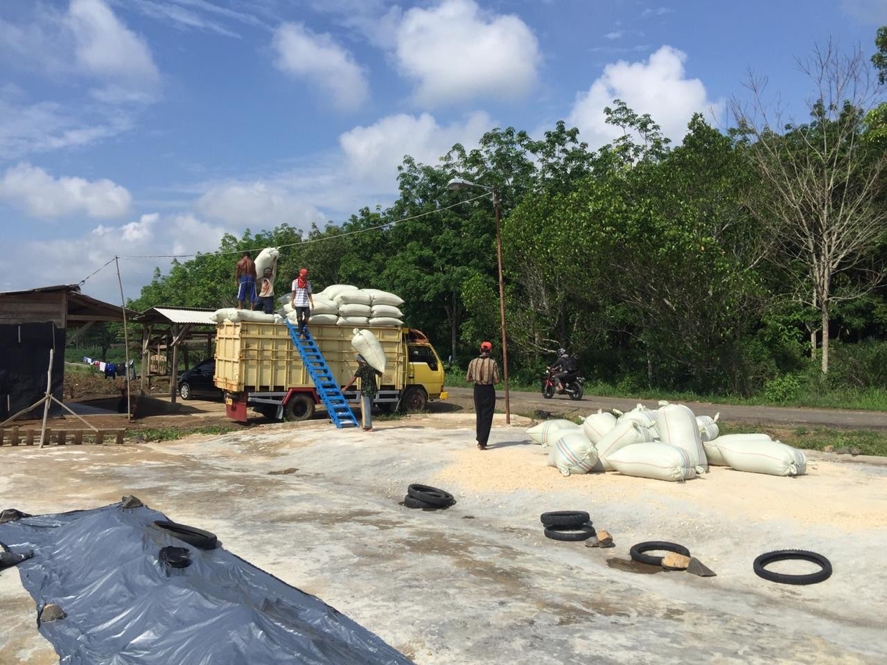ONGGOK KERING DARI BAHAN BAKU SINGKONG KUALITAS PREMIUM. 