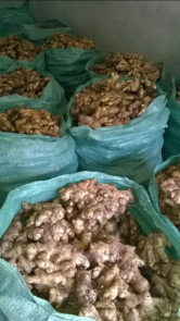 jahe gajah super kwalitas eksport