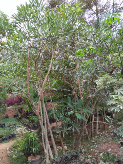 jual pohon tabebuya pink 