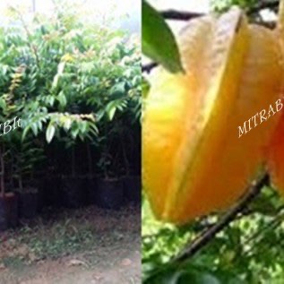 Bibit Belimbing Jombo Uk 40-60cm di Purworejo