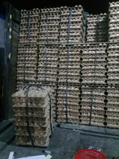 jual telur ayam blitar
