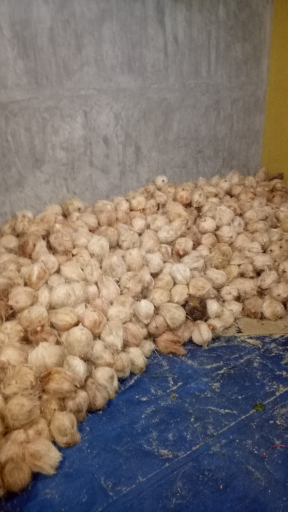 Kelapa Tua