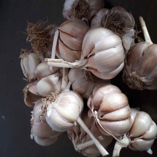 Bawang Putih Kualitas Baik Sesuai Permintaan