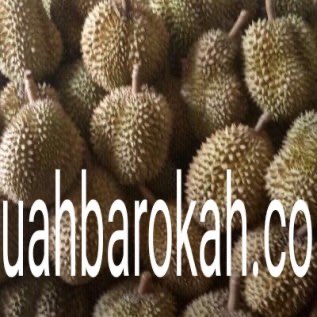 Durian montong