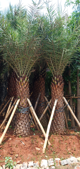 jual pohon kenari, palem raja, sukun