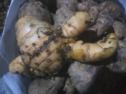 jual temulawak basah