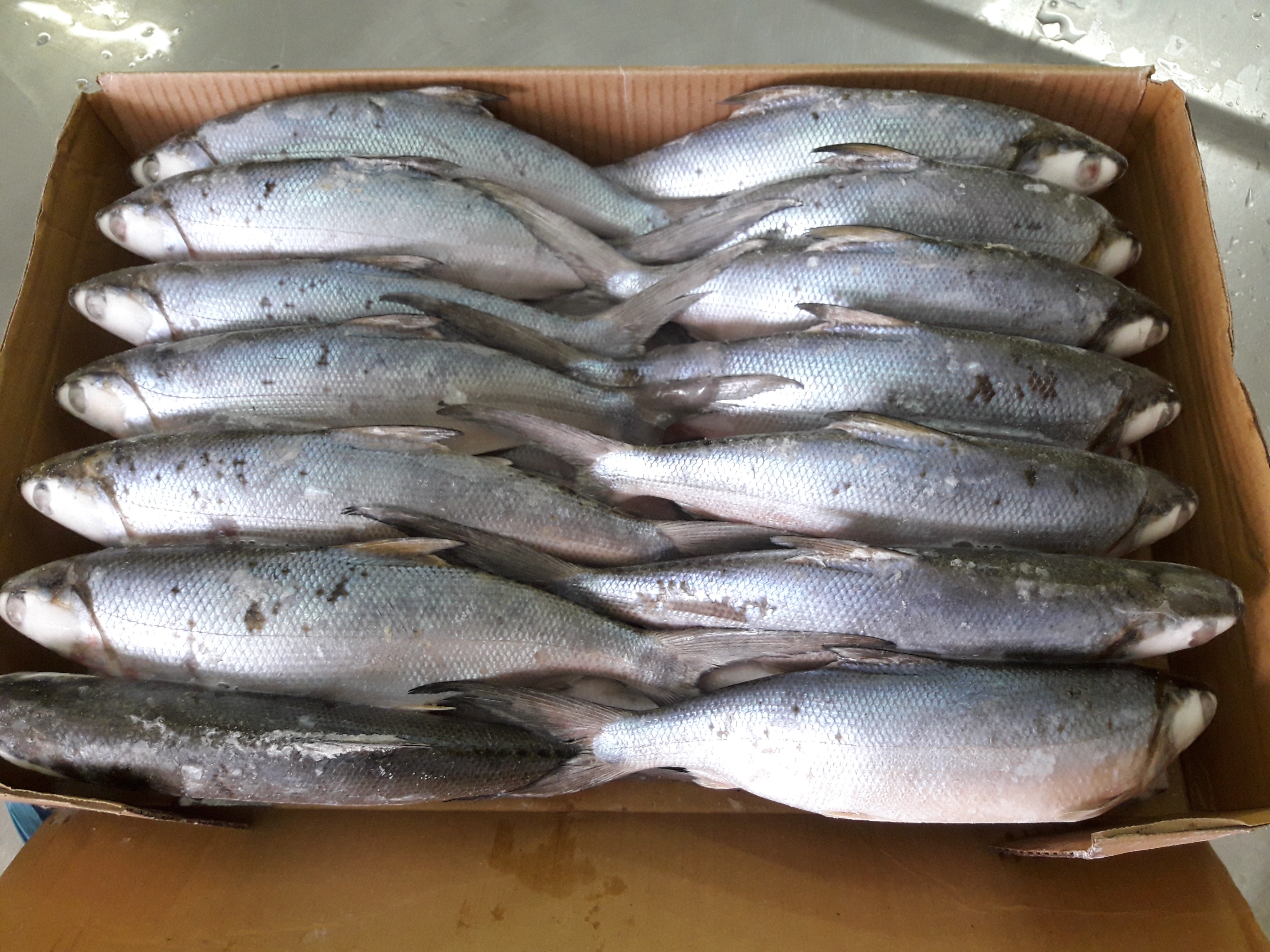 ikan bandeng frozen