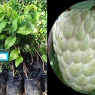 Bibit Srikaya Jumbo super murah kualitas unggul berlokasi di Jawa Tengah