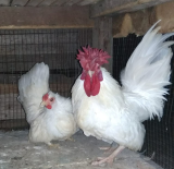 Ayam Kate sepasang