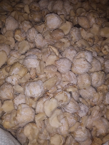 di jual kemiri