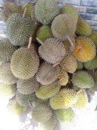 durian manis