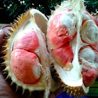 bibit durian merah 