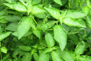 daun kemangi