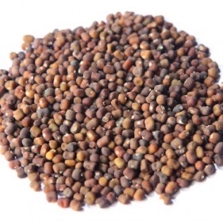 Kacangan PJ ( Pueraria Javanica )