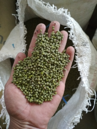 kacang hijau