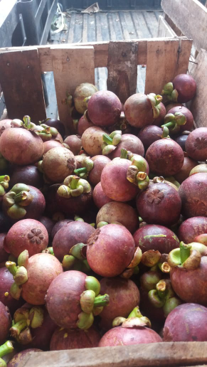 buah manggis