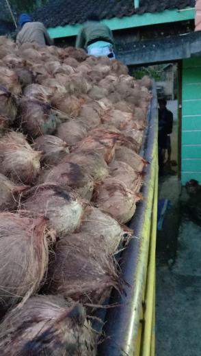 Kelapa Tua