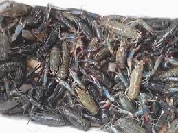 Jual Lobster Mojokerto - Reza Farm