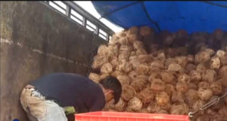 Kelapa Tua
