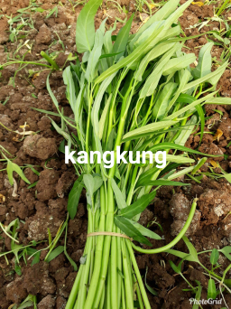 supplier SAYUR. DAUN MUDDA