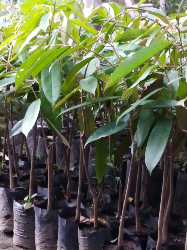 bibit durian musang king, Otong, duri hitam, bawor, elay