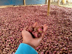 Bawang Garut Super