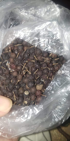 Kemukus kering