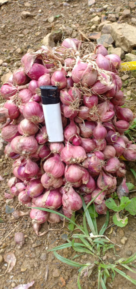 bawang