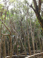 jual pohon tabebuya kuning 