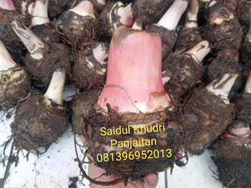 Bibit Pisang Barangan Merah Bonggol