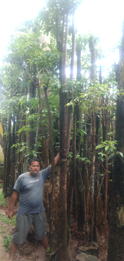 jual pohon tabebuya 