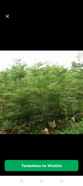 jual pohon ketapang kencana 