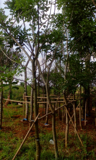 jual pohon jacaranda dll.
