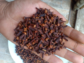 cengkeh