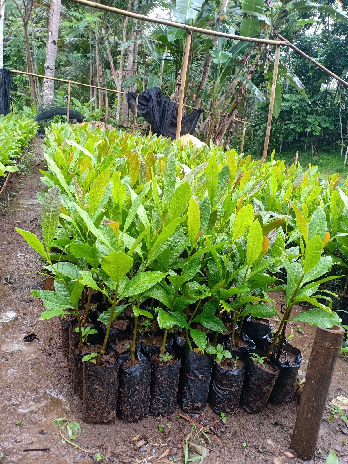 Jual Bibit Jambu Mete Lokal