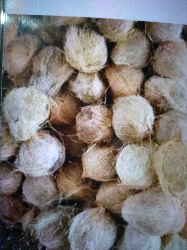 kelapa tua