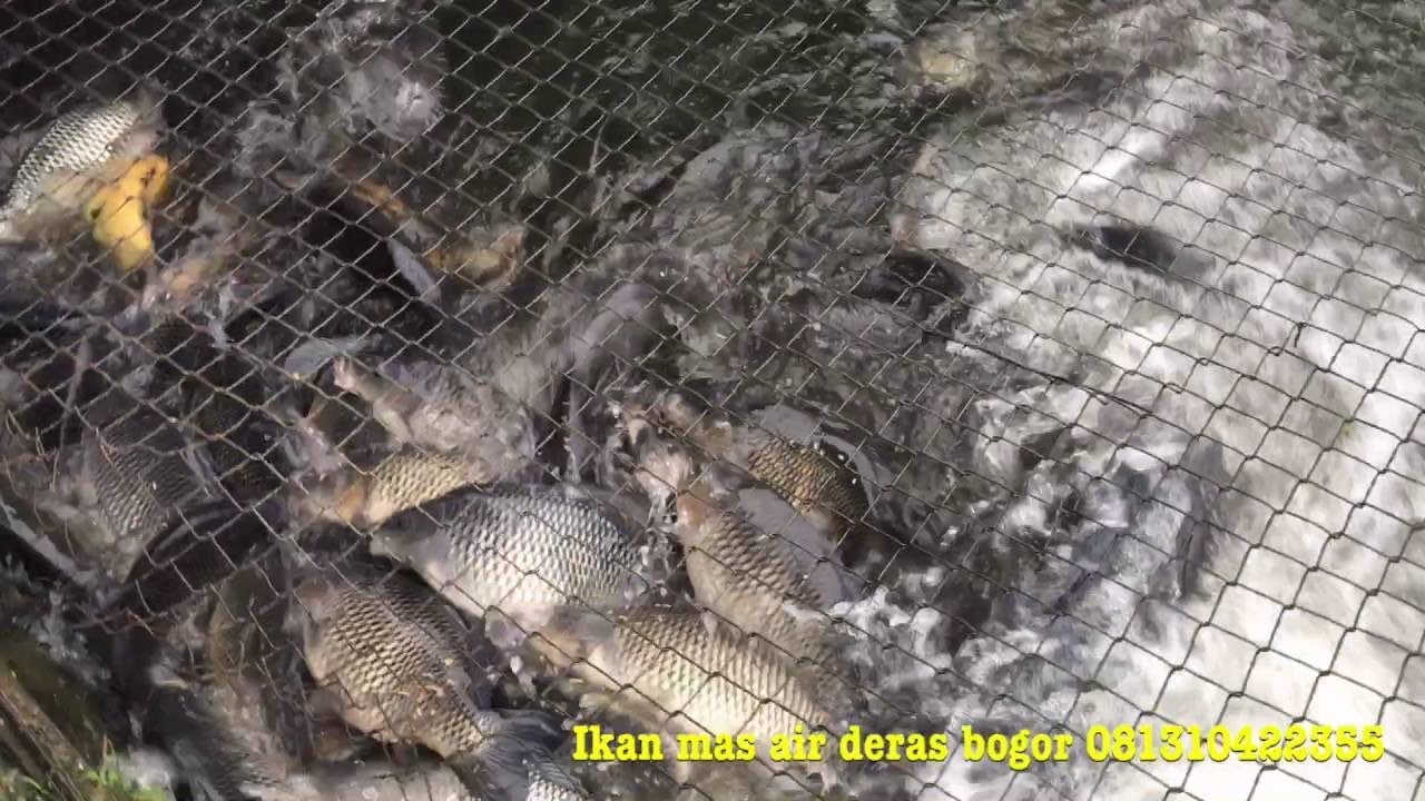 Jual Ikan Mas Segar