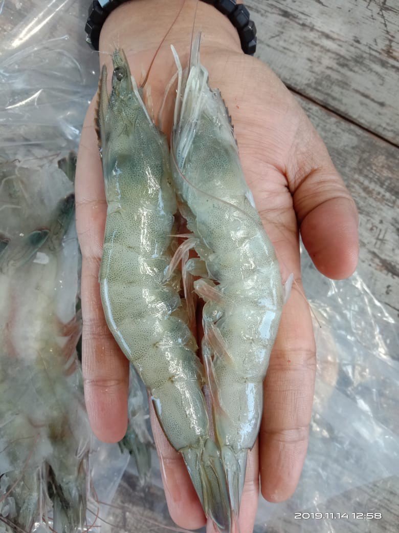 Udang Vanamei Frozen 