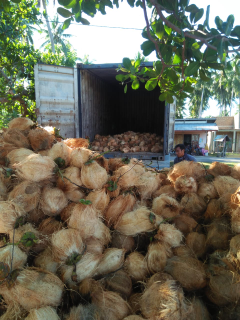 kelapa kupas
